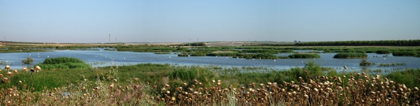 EL Primillar
